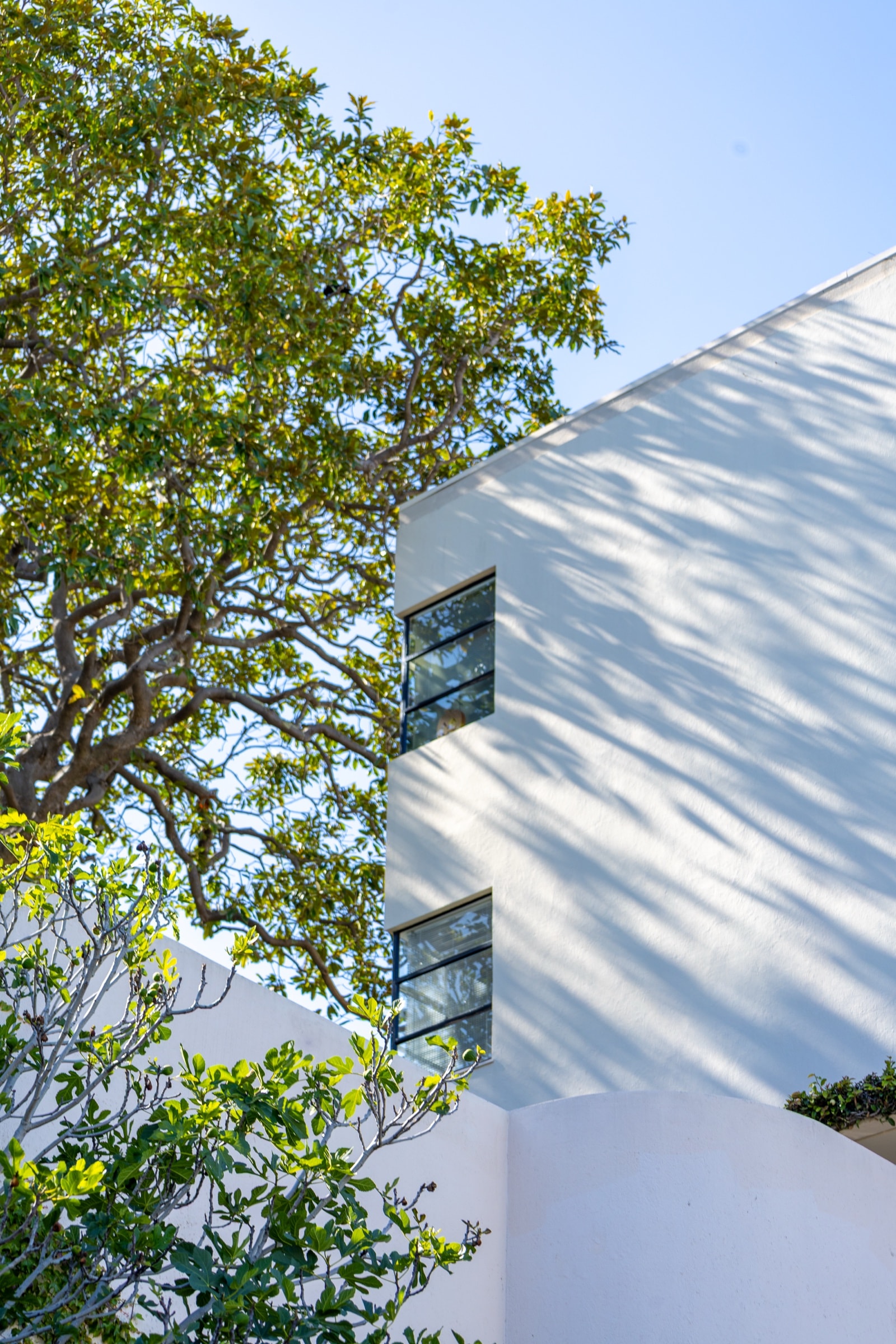 Tree branches against the corner of a white modern building